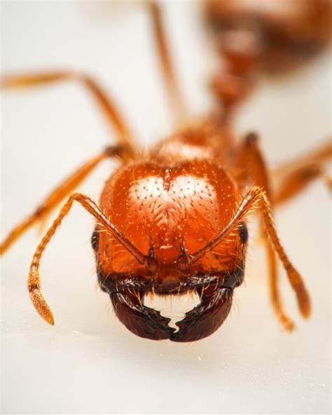 Geminata Group Fire Ants Ant Species In Hawaii · Inaturalist