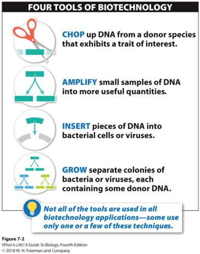 Ch 7 Biotechnology Flashcards Quizlet