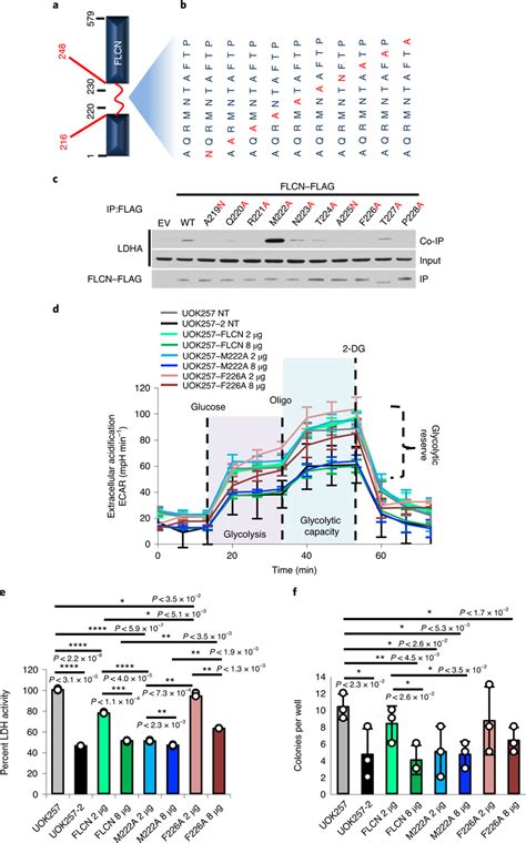 Flcn Regulates Glycolysis A Schematic Of The Flcn Protein