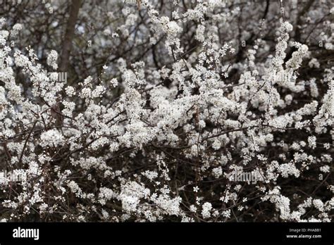 Flowers Of A Blackthorn Prunus Spinosa Stock Photo Alamy