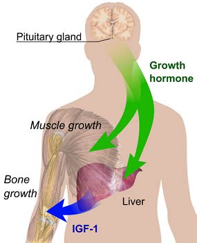 Hormonal Changes In Men Puberty Through Maturity Study