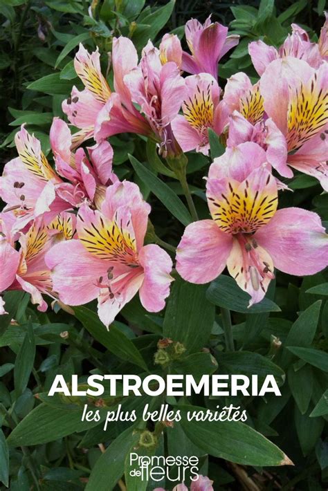 Alstroemeria les plus belles variétés Promesse de Fleurs