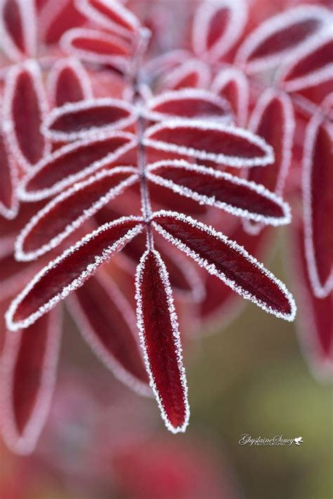 Frosty Red Autumn Macro Photography By Gigi50 Macro