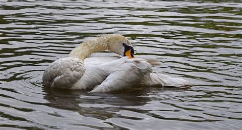 Premium Photo Close Up Of Mute Swan Preening Feathers In Lake