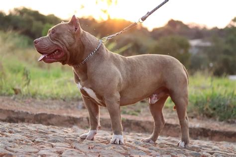 Pitbull Monster Saiba Tudo Sobre O Pit Monster Blog Da Cobasi