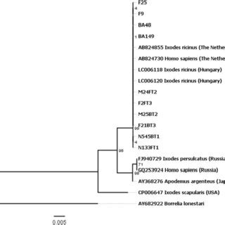 Phylogenetic Maximum Likelihood Tree Of B Burgdorferi S L Based On