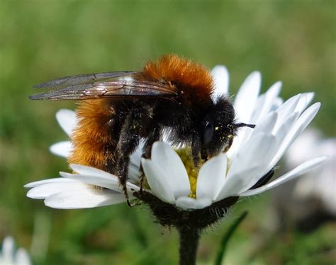 Urban Pollinators The Bee And Bee In Your Garden Or How To Help Solitary