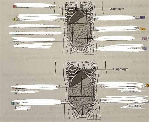 Chapter 1 Abdominopelvic Region And Quadrants Diagram Quizlet