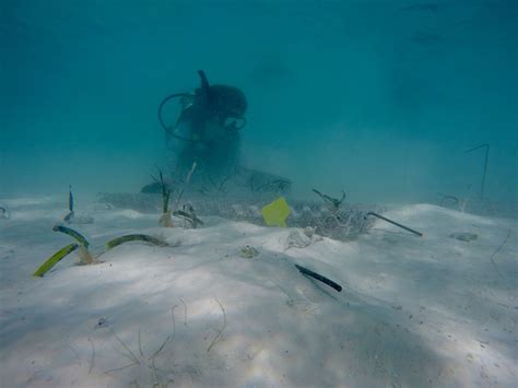 Fieldtrip Bonaire Seagrass And Mangrove Restoration — Fee Smulders