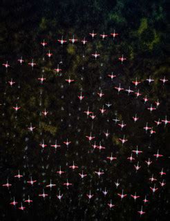 Photos of the Annual Flamingos Festival at Pulicat Lake in India ...