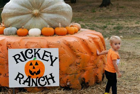 Pumpkin Patches In Sacramento Area Our Top 10 Pick