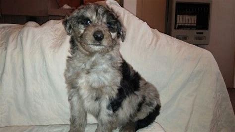 Carl Is A Real Cutie Blue Merle Cadoodle Puppy Puppies Blue Merle Dogs