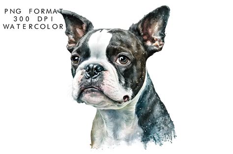 Watercolor Boston Terrier Dog Graphic by WatercolorByKr · Creative Fabrica