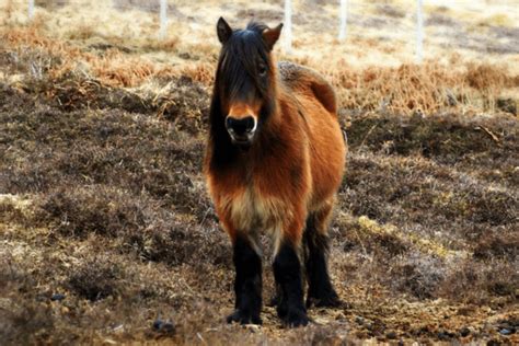 Highland Pony: The Ultimate Horse Breed Profile - Horse Wildlife