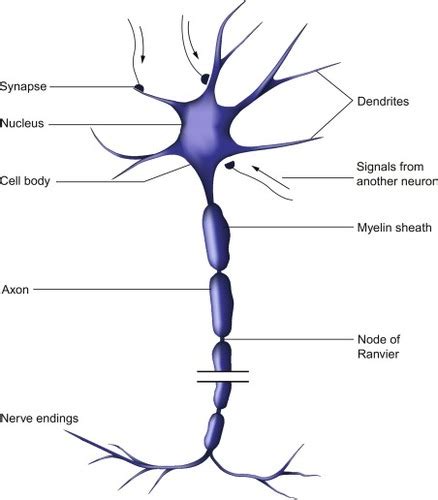 The Structure And Functions Of Neurons Flashcards Quizlet