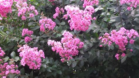 Crape Myrtle Diseases And Pests | What Grows There :: Hugh Conlon ...