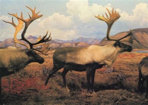 CARIBOU (Reindeer) | Caribou, Reindeer, Moose tattoo