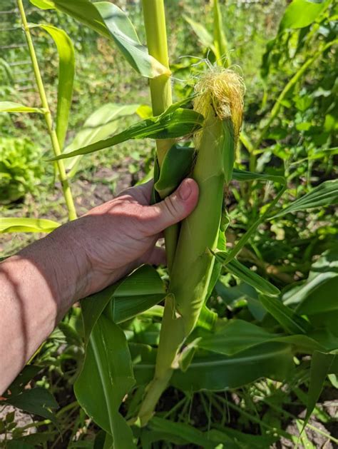 Corn Growing Sweet Corn Hubpages