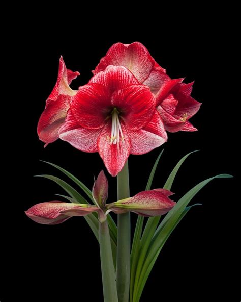 Amaryllis Maestro Penning Freesia Amaryllis