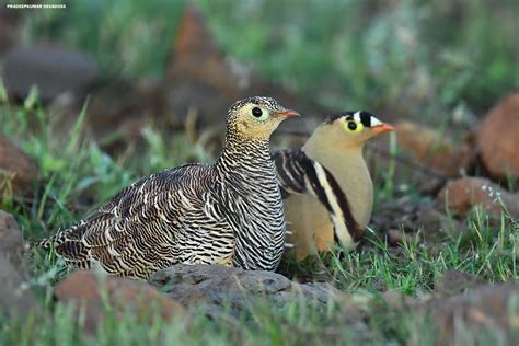 Painted Sandgrouse [female & male] | Painted Sandgrouse [fem… | Flickr