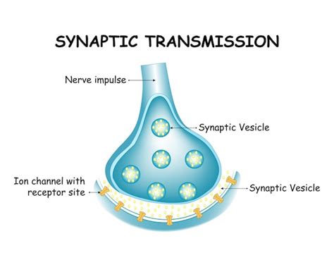 Transmisión sináptica estructura de sinapsis diagrama infográfico que