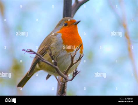 Bird Robin Redbreast Stock Photo - Alamy