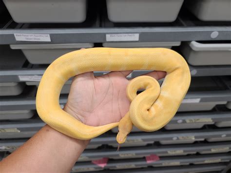 Pinstripe Blackhead Lavender Albino Ball Python By Noble Reptiles