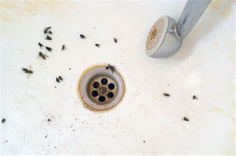 How To Clean Bathroom Sink Drain Fast