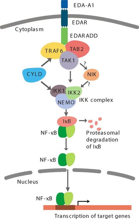 Figure 6 Proposed Model For The Edar Signalling Pathway The Binding