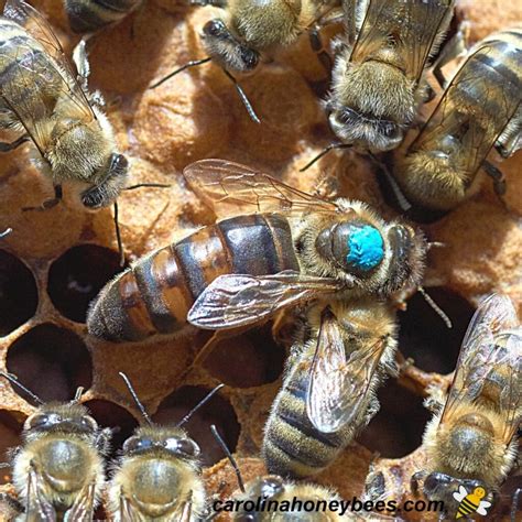 What To Do With Queen Cells In Your Hive Carolina Honeybees