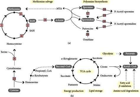 Methionine Abundance Determines Polyamine Synthesis And Tca Cycle A