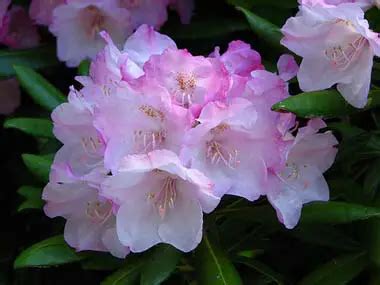 Washington State Flower | Coast Rhododendron