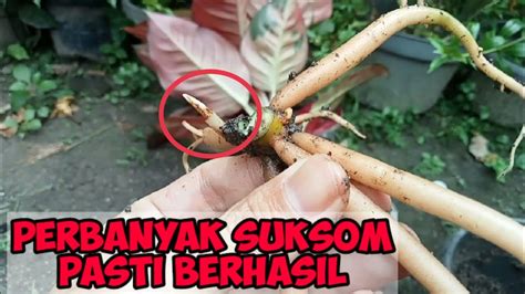 CARA PERBANYAK AGLAONEMA SUKSOM JAIPONG AMAN DAN SIMPEL YouTube