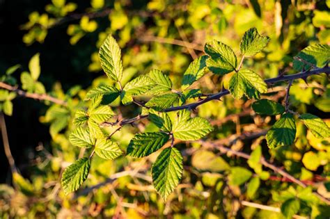 Voici comment éradiquer définitivement les ronces de votre jardin en