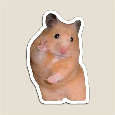 Wallpaper Hamster Meme Picture Myweb