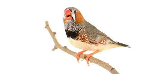 Zebra Finch Pictures Az Animals