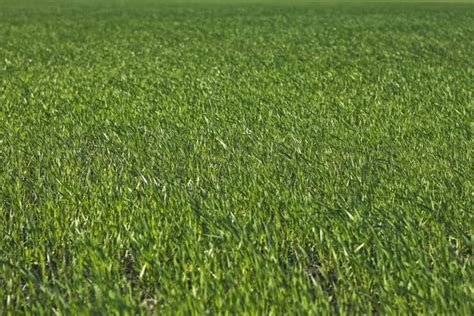 Frisches grünes Gras — Stockfoto © AZIATIK13 #5756863
