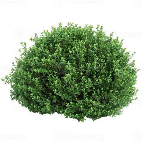 A Green Shrub With Leaves 47312002 Png