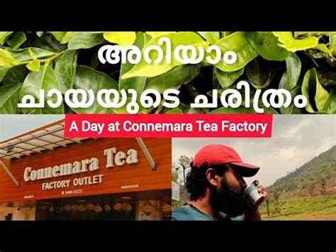 A Day At Connemara Tea Factory Vandiperiyar