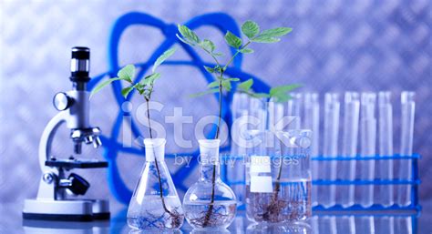 Foto De Stock Equipo De Cristalería De Laboratorio Planta Experimental