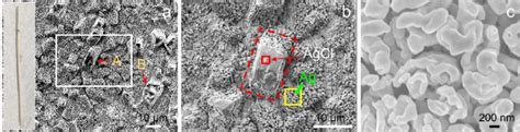 Sem Images Of The Surface Of The Ag Agcl Electrode Fabricated By The