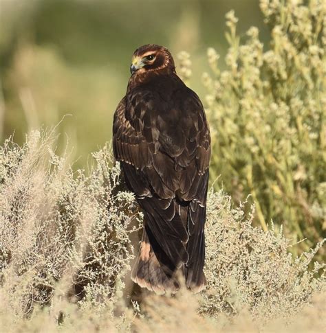 Northern Harrier | Hawk Mountain Sanctuary: Learn Visit Join