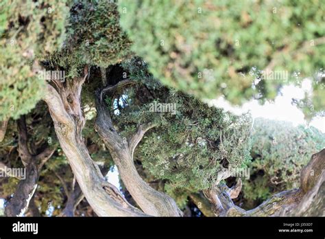 The Mediterranean Cypress Tree Species Cupressus Sempervirens Is