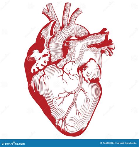 Anatomical Heart Vector Linear Illustration Of A Heart Anatomical Images