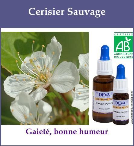 Elixir floral bio Cerisier Sauvage Remèdes naturels Homeopathie