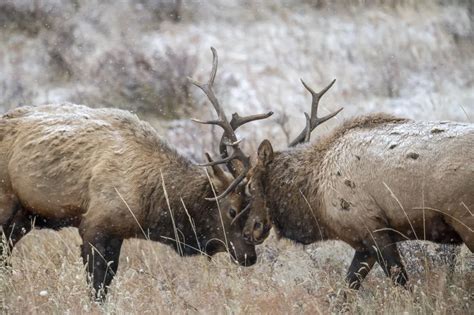 Bull Elk Fight | Smithsonian Photo Contest | Smithsonian Magazine