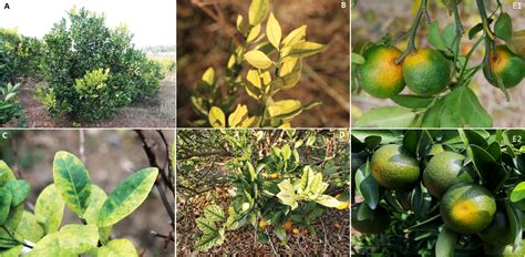 Historical Perspectives Management And Current Research Of Citrus Hlb In Guangdong Province Of