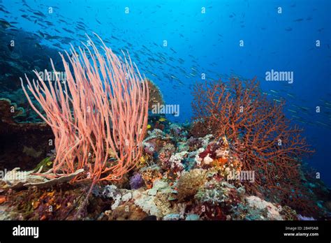 Papua neuguinea arten Fotos und Bildmaterial in hoher Auflösung Alamy