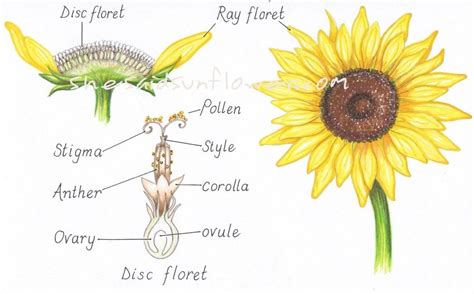 Primary Structure Of Stem In Sunflower Handwritten Notes Shop