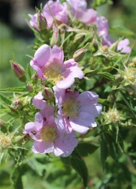 Rosa Californica Devil Mountain Wholesale Nursery